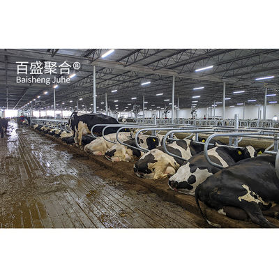 直接供給 鉄鋼構造 牛のための家畜棚 プリファブリック設計