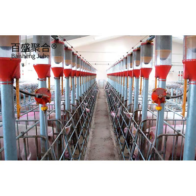 ISO9001 2008/CE/BV 認証された豚飼育事業計画