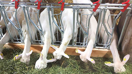 オープンサイド 鳥居 羊 豚 馬 牛 飼育 用の プリファブリック シェード