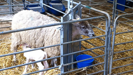 オープンサイド 鳥居 羊 豚 馬 牛 飼育 用の プリファブリック シェード